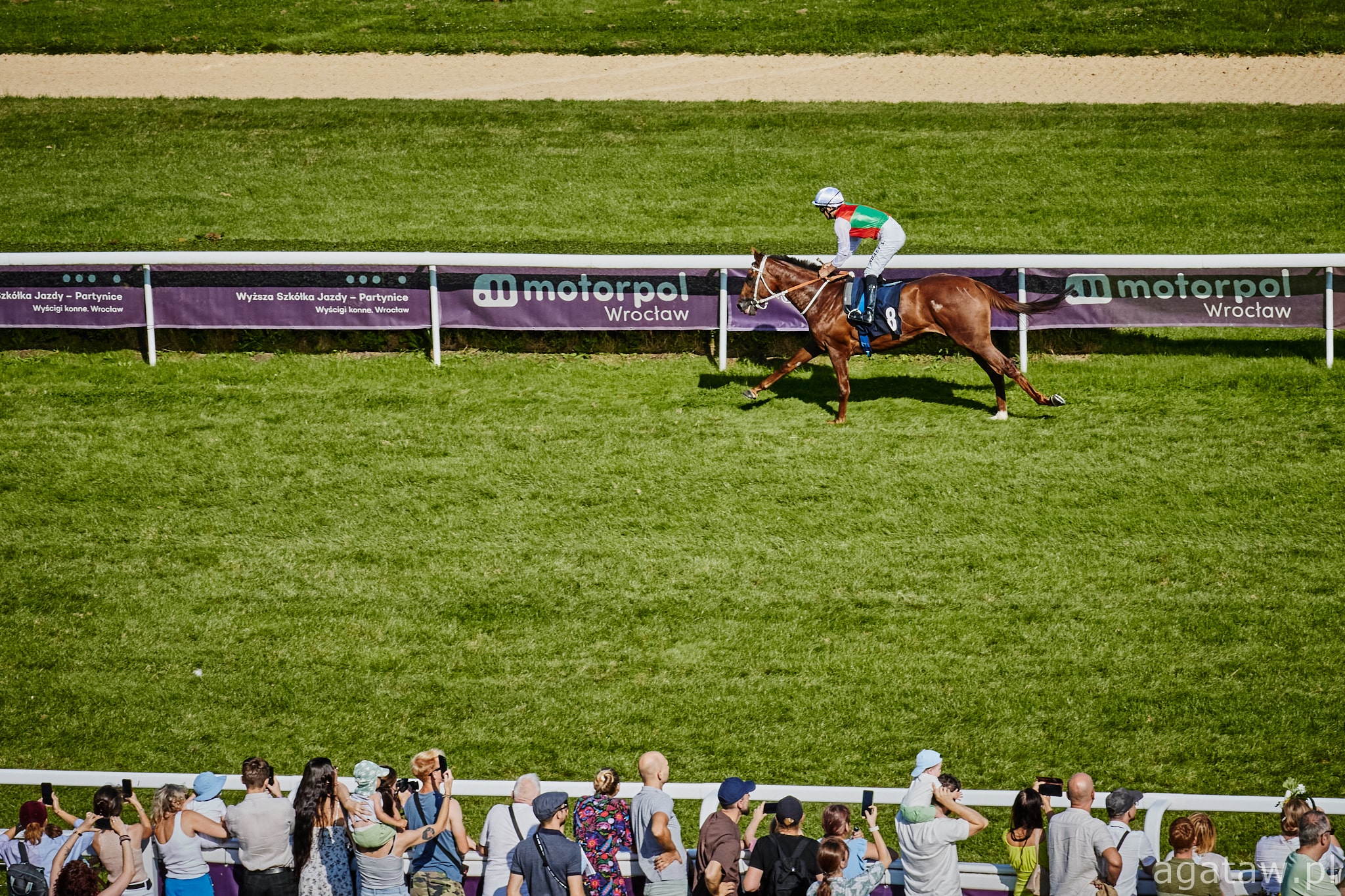 img: Campanula i Esseda w Nagrodzie Savvannah, Sunny Boo faworytem handikapu