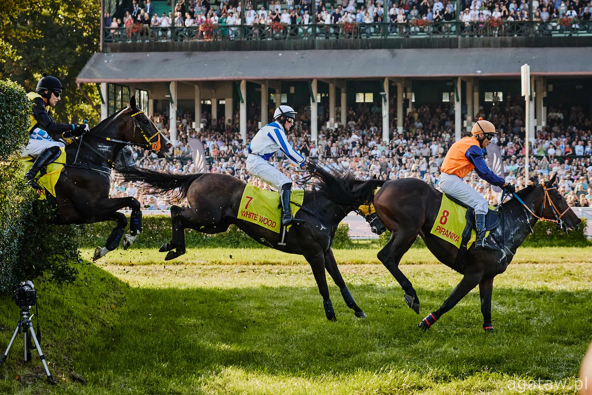 img: Czy Her Him zostanie drugim w historii dwukrotnym zwycięzcą Wielkiej Wrocławskiej?