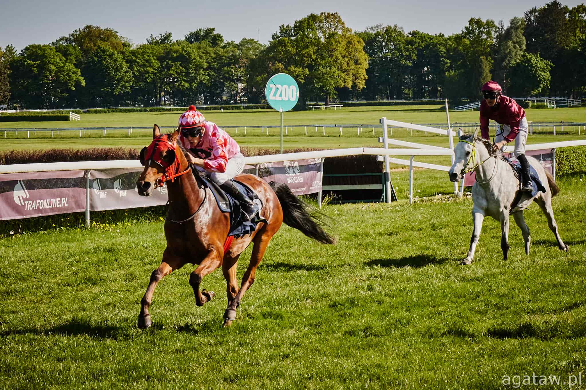 img: Arabskie klacze w głównych rolach