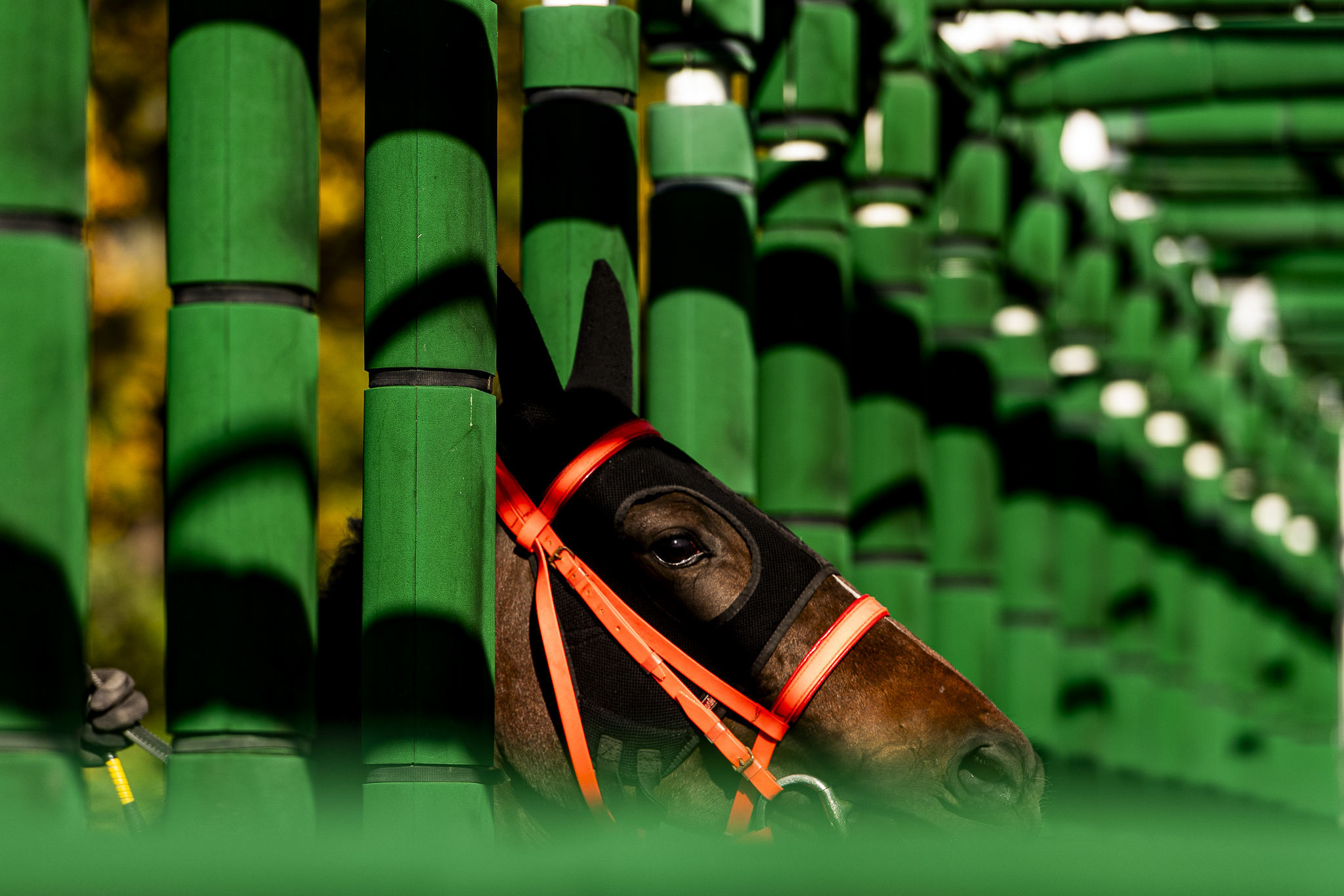 img: Jolly Jumper w St Leger Italiano