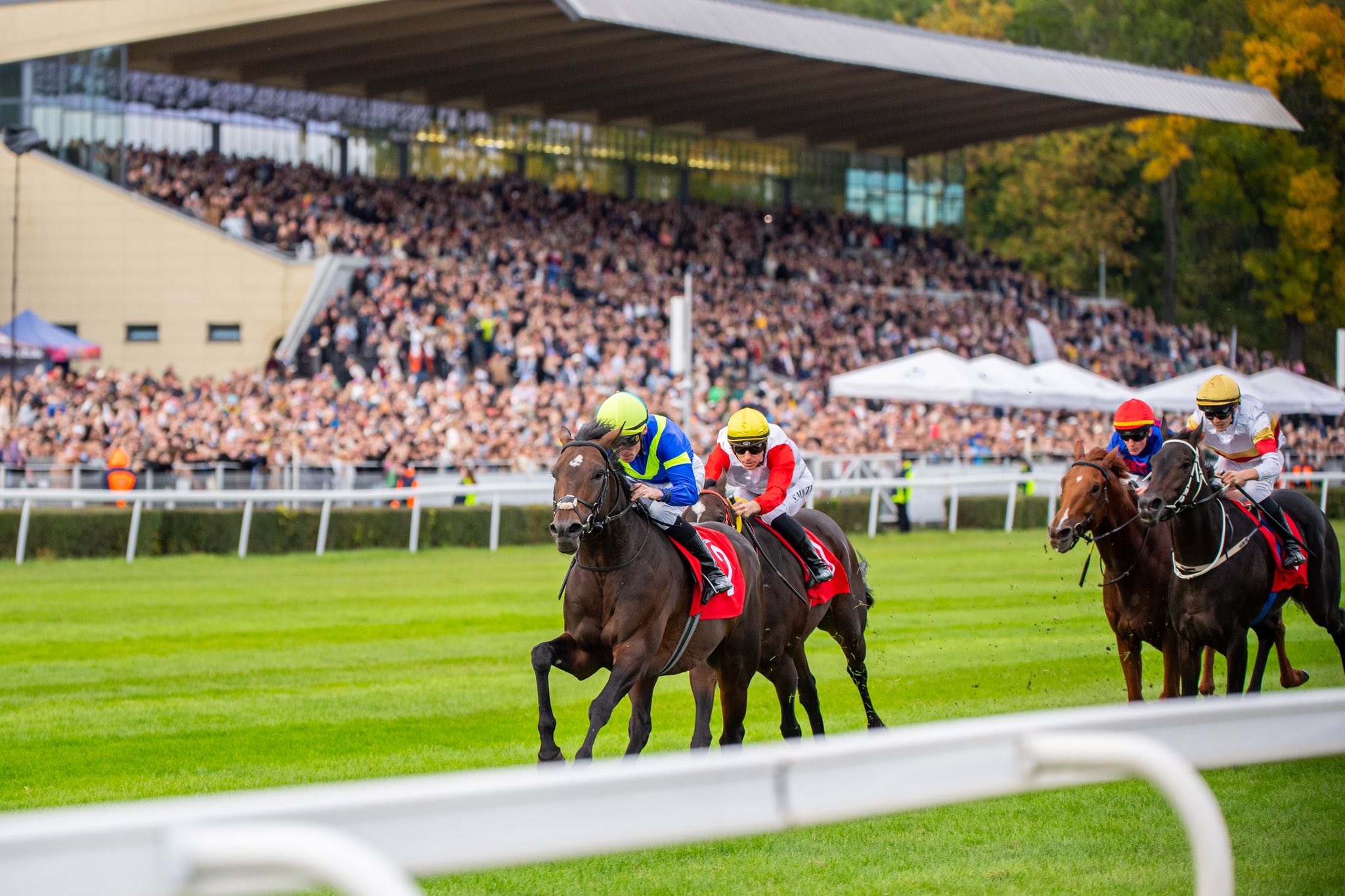 img: Koń Roku 2025: Bremen