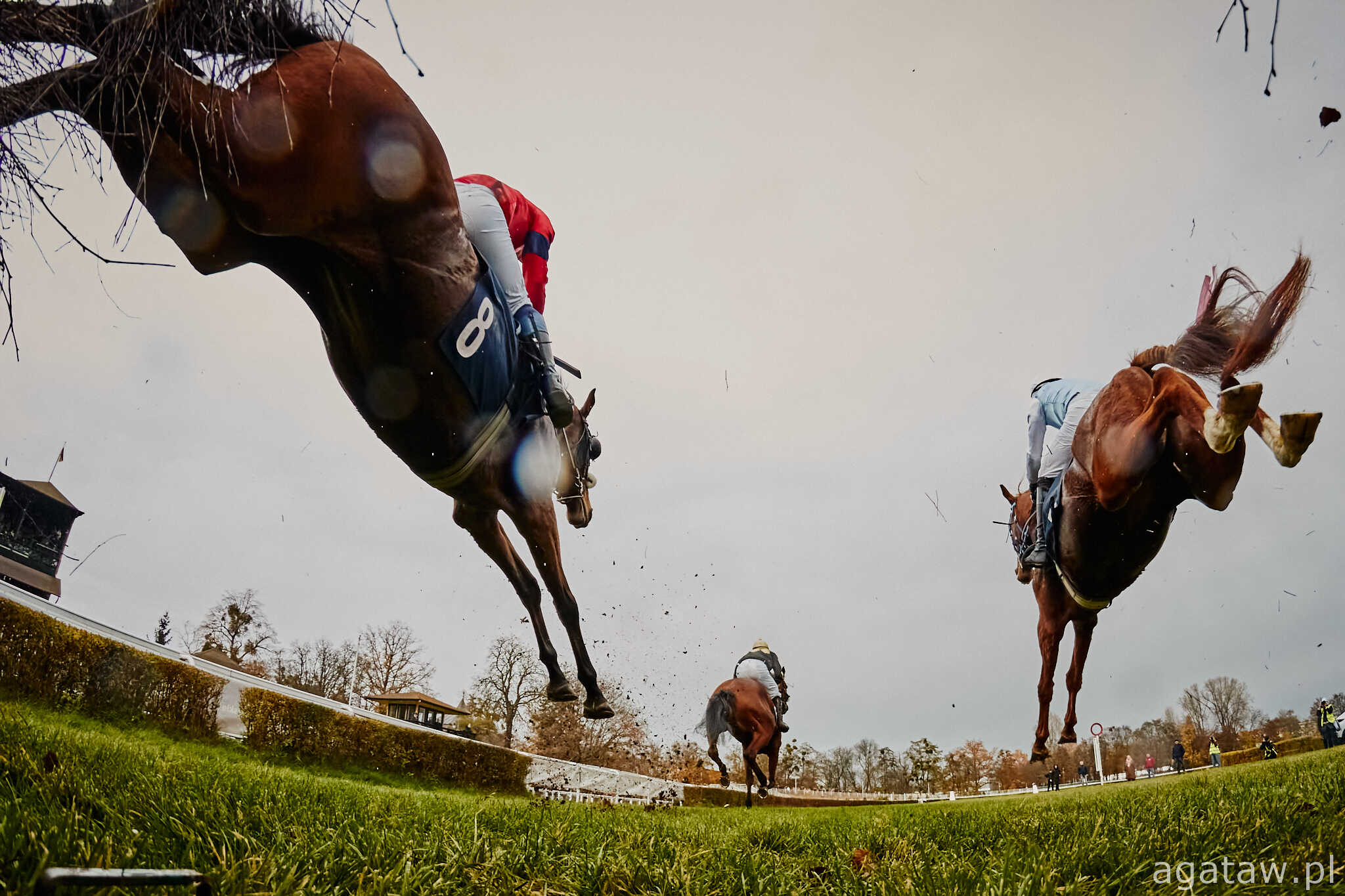 img: Festiwal w Cheltenham pełen gwiazd