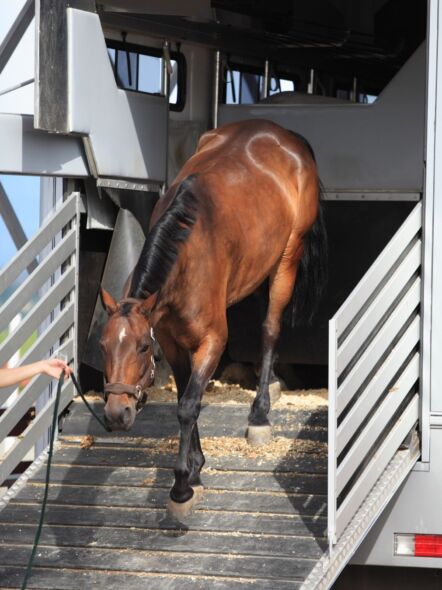img: Szkolenie: Spokojny i bezpieczny załadunek koni