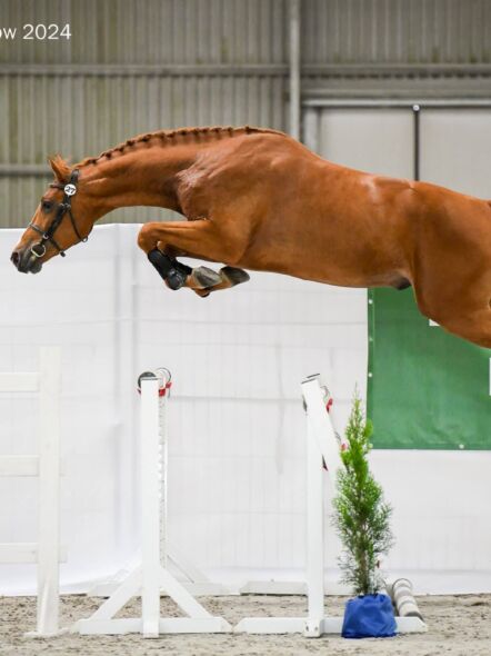 img: Pokaz Ogierów Hodowlanych 2026 na Partynicach