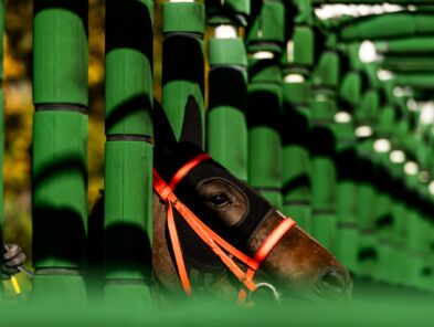 img: Romantic Warrior powalczy o drugi klejnot Potrójnej Korony, próba generalna w Dubaju