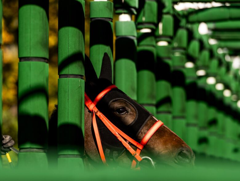 img: Romantic Warrior powalczy o drugi klejnot Potrójnej Korony, próba generalna w Dubaju