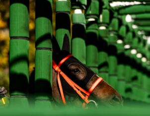 img: Saudi Cup 2026: Obrońca tytułu kontra amerykańska koalicja