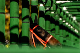 img: Saudi Cup 2026: Obrońca tytułu kontra amerykańska koalicja