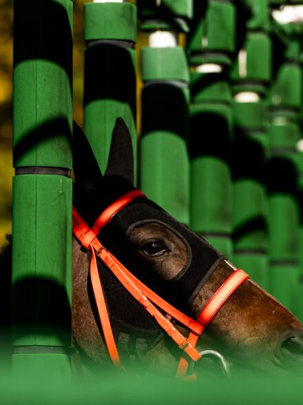 img: Saudi Cup 2026: Obrońca tytułu kontra amerykańska koalicja