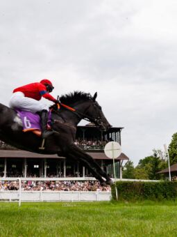 img: Płotowy czempion Constitution Hill zmienia dyscyplinę