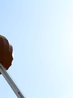 img: Calandagan w Dubaju bez konkurencji?