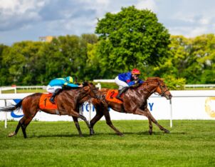 img: Chestnut Rocket drugi w Saint-Cloud, lepszy tylko koń Godolphina