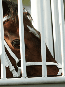 img: Dubai World Cup: Hit Show vs Forever Young, czyli wielki rewanż