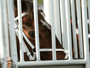 img: Dubai World Cup: Hit Show vs Forever Young, czyli wielki rewanż