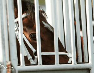 img: Dubai World Cup: Hit Show vs Forever Young, czyli wielki rewanż