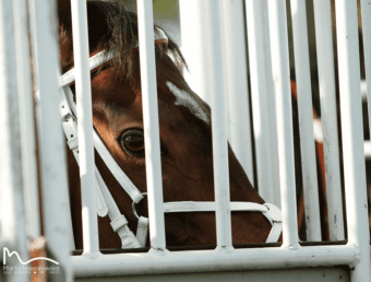 img: Dubai World Cup: Hit Show vs Forever Young, czyli wielki rewanż