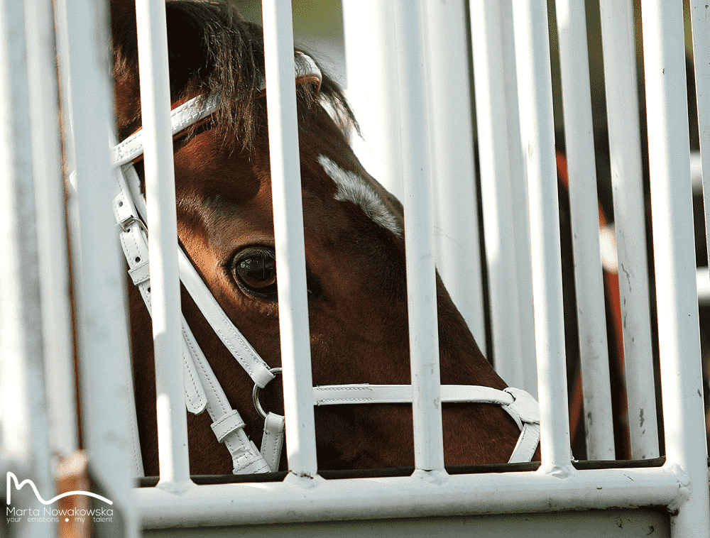 img: Dubai World Cup: Hit Show vs Forever Young, czyli wielki rewanż