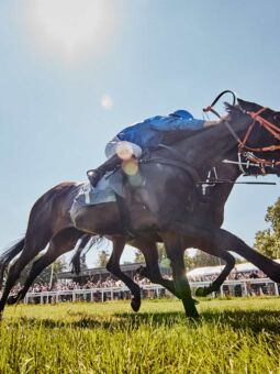 img: Nie ma mocnych na wyścigowych gladiatorów z Hongkongu