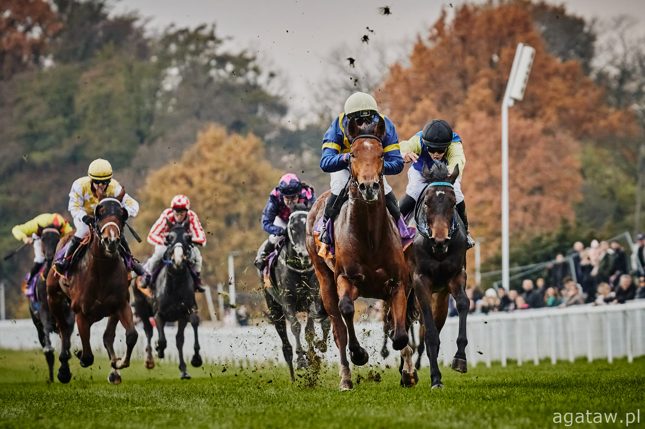 img: Ladies Day: Sportowe emocje w eleganckim stylu