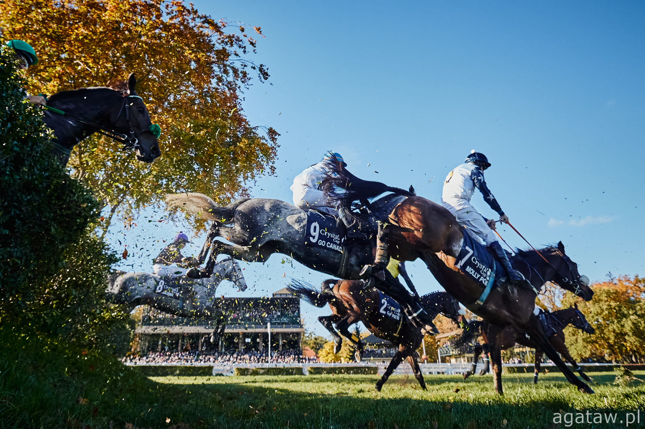 img: Po czterech latach Sel Jem znów najlepszy w Grand Steeple-Chase de Paris