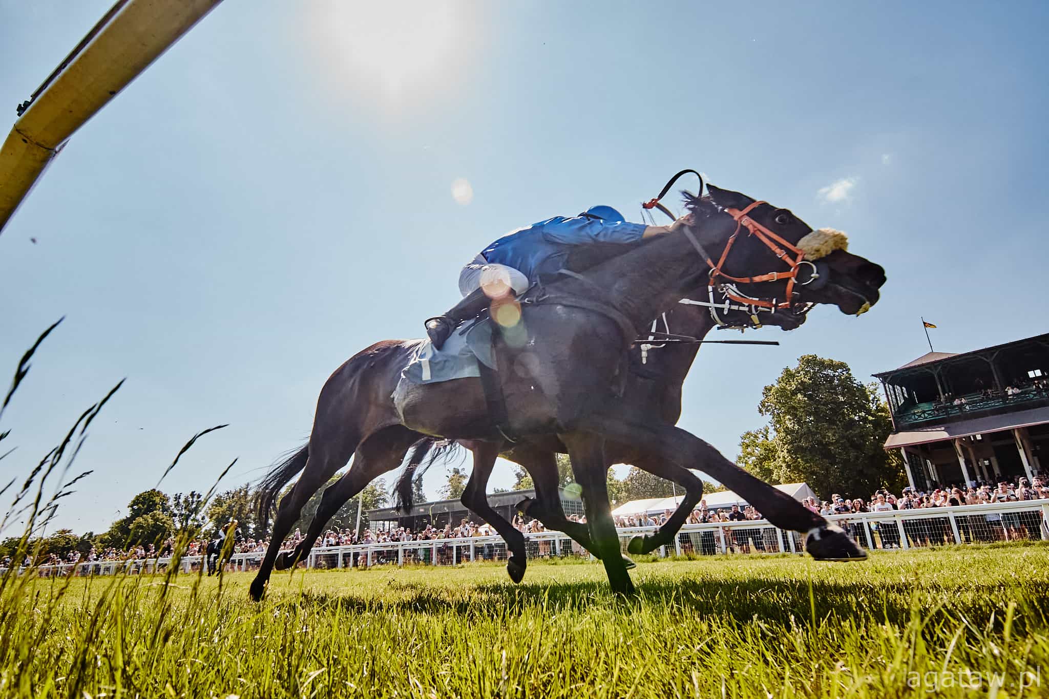 img: Equinox, najlepszy koń wyścigowy świata, potwierdził swoją supremację